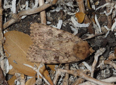 Amphipyra effusa