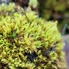 Tortella inclinata