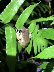 Kurixalus berylliniris