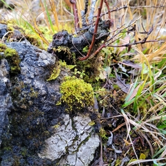 Tortella inclinata