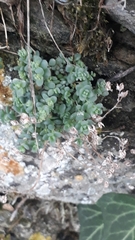 Sedum dasyphyllum
