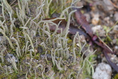 Cladonia coniocraea