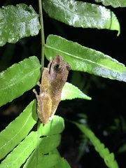 Kurixalus berylliniris