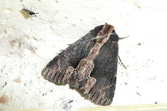 Dypterygia scabriuscula