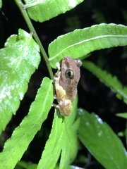 Kurixalus berylliniris