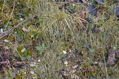 Cladonia coniocraea