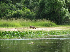 Phacochoerus africanus massaicus