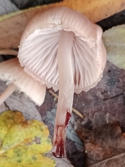 Mycena haematopus