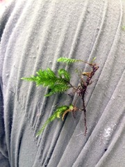 Thamnobryum alleghaniense