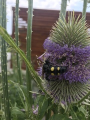 Campsomeris bistrimacula