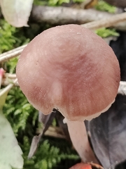 Mycena haematopus