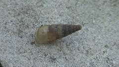 Papillifera papillaris