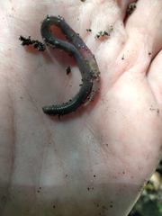 Oligochaeta