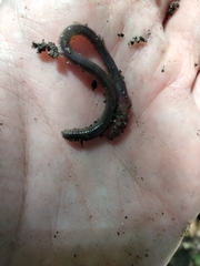 Oligochaeta