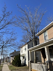 Ailanthus altissima