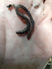 Oligochaeta
