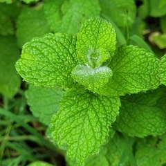 Mentha
