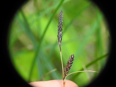 Carex nigra