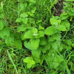 Mentha