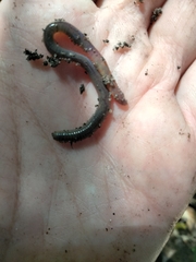 Oligochaeta