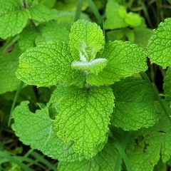Mentha