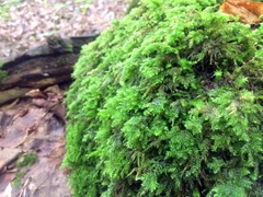 Thamnobryum alleghaniense