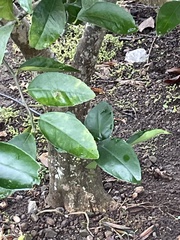 Citrus hystrix
