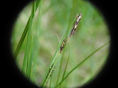 Carex nigra