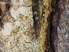 Cresponea chloroconia