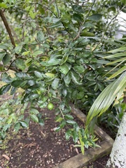 Citrus hystrix