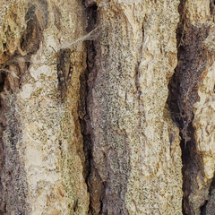 Cresponea chloroconia