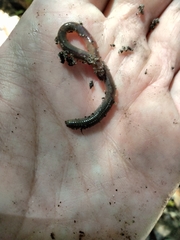 Oligochaeta