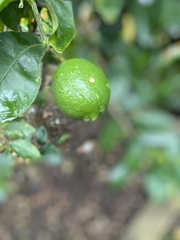 Citrus hystrix