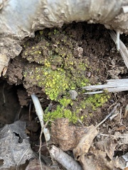 Fissidens bushii