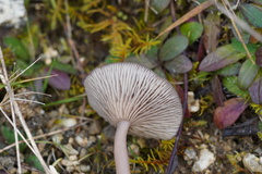 Pseudoclitocybe