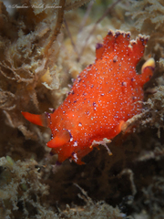 Plocamopherus lucayensis