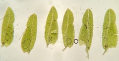 Fissidens bushii