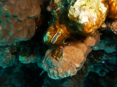 Chromodoris quadricolor