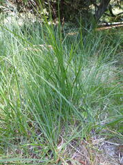 Carex nigra