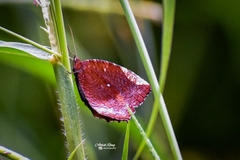 Elymnias hypermnestra