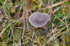 Pseudoclitocybe