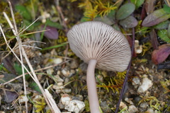 Pseudoclitocybe