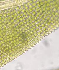 Fissidens bushii