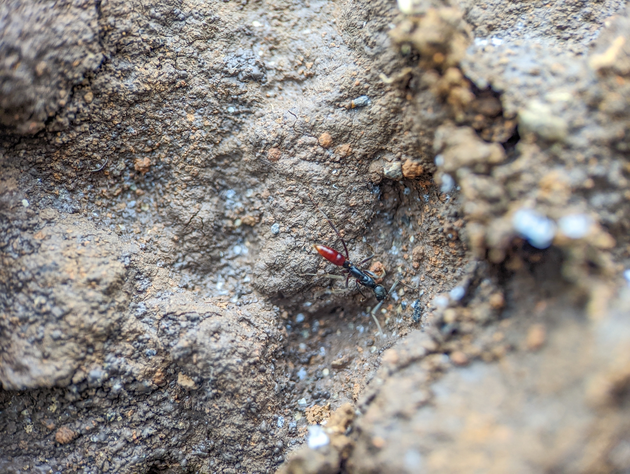 Leptogenys unistimulosa