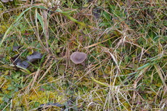 Pseudoclitocybe