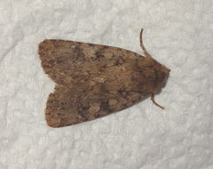 Amphipyra effusa