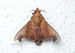 Hallicarnia albipectus