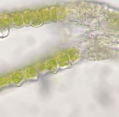 Fissidens bushii