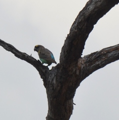Poicephalus meyeri