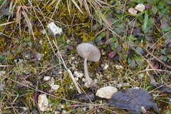 Pseudoclitocybe